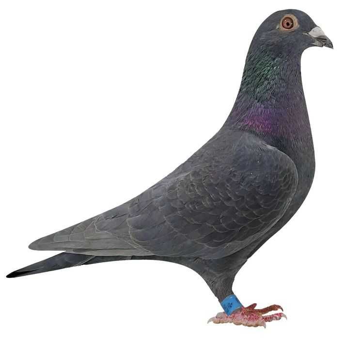 Gołębie pocztowe