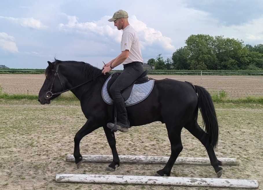 Stanówka ogierem Grymas-O huculskim krycie hucuł huculski ogier hucuł