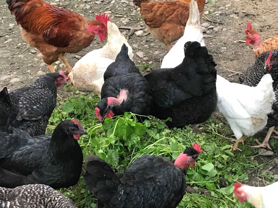 Pintos Pedrês, Preta, Amarela e Branca, raças autóctones, BIO