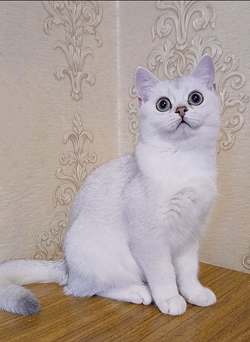 Котики та кішечка срібна шиншила.Купити в Київі в Україні.
