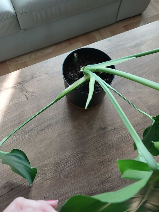 Monstera w doniczce 3 sztuki Młode Piękne