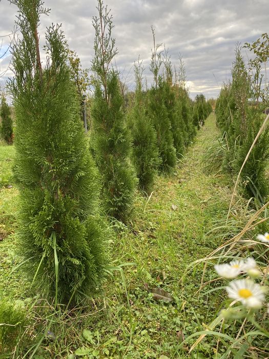 Tuje szmaragd 100-130cm.