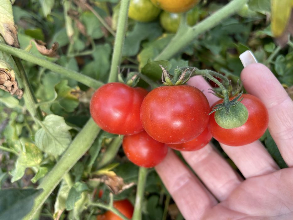 Продам коктельну помідорку дуже солодка