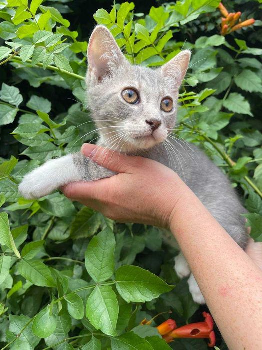 Кошеня, 3 місяці, хлопчик.