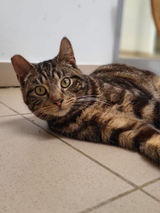 Młodziutki tygrysek Mumbai szuka domu