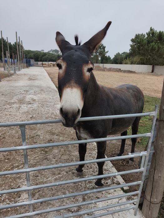 Vendo burro Tomé