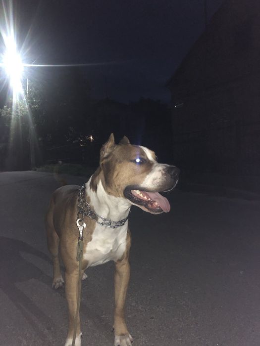 Собака для злучки