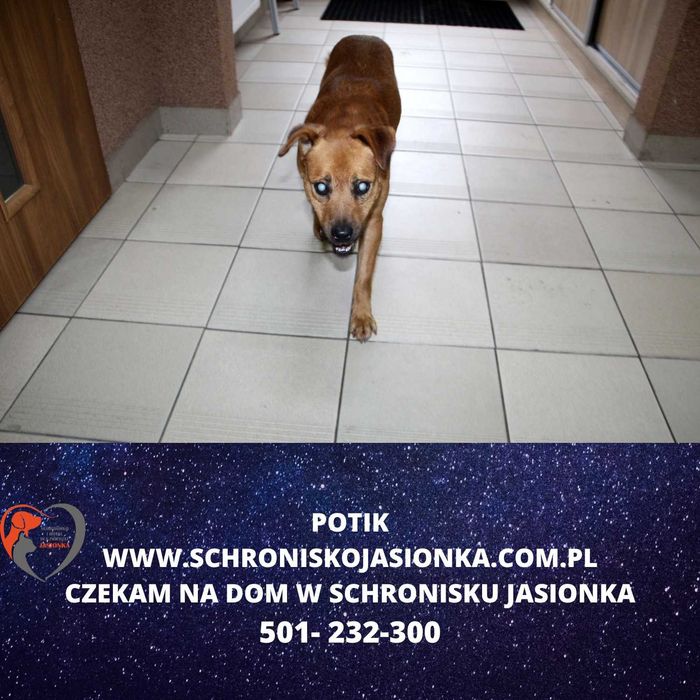 Potik do adopcji – Schronisko Jasionka