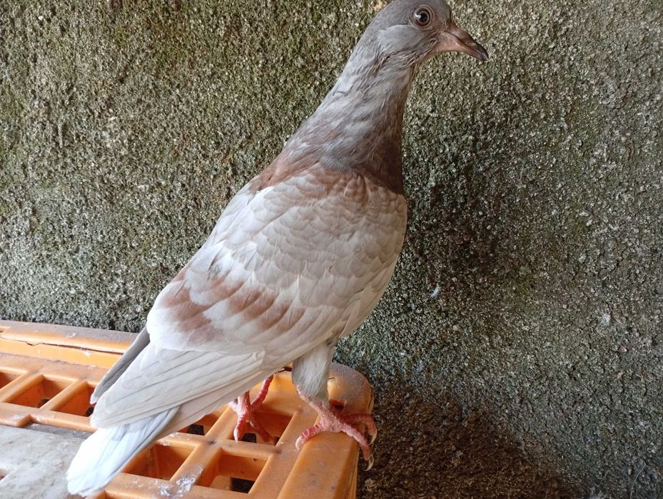 Pombas de boa raça
