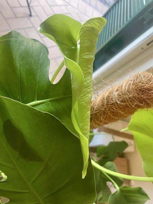 Monstera Costela-de-Adão 1,25 m