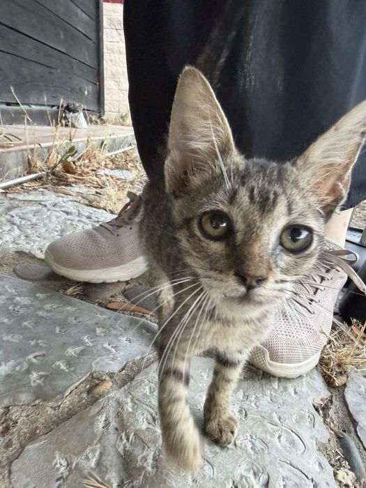 Gatinhos para adoção
