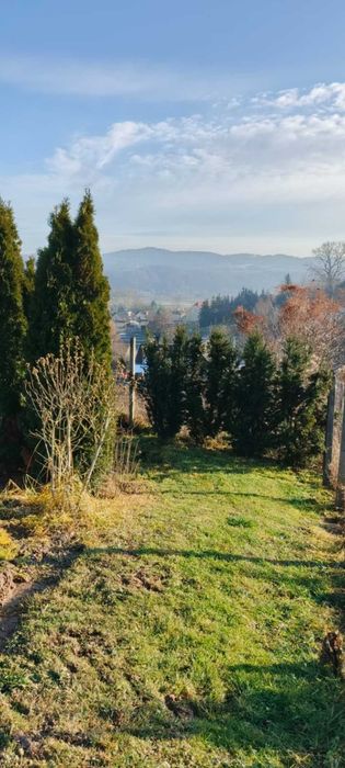 Krzewy wyprzedaż 30-150zł