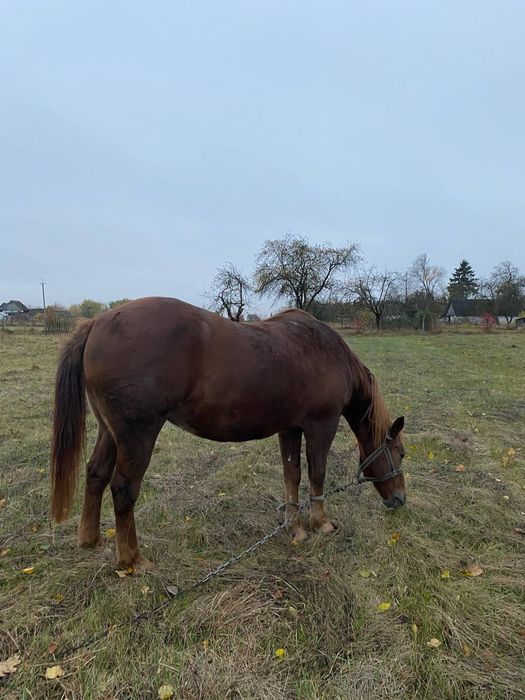 Продам робочу кобилу