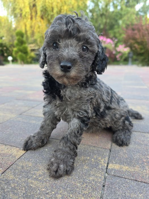 Pudel toy / mała miniatura chłopiec blue merle