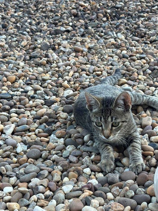 Gatinhos bebés para adoção responsável