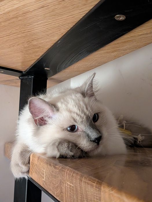 Rasowy kocur Ragdoll z rodowodem FPL / Rodzina z dziećmi i psem