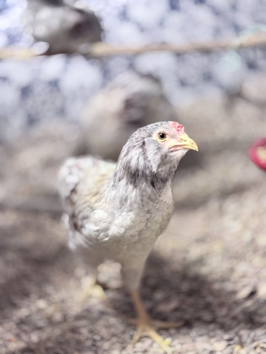 Galo e frangas araucanas inglesas