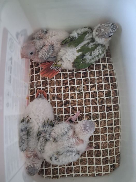 Pyrrura  pineapple bebé