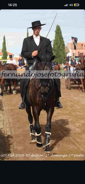 Duas éguas  e dois cavalos