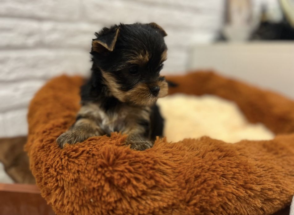 Девочка йорк с полным пакетом документов КСУ