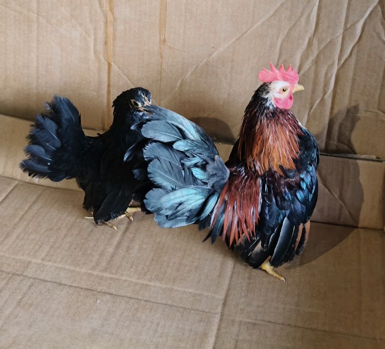 Galinha Seramas casal