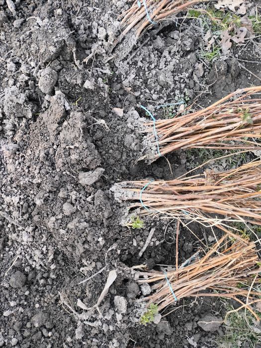 Sadzonki Maliny jesiennej POLKA  i letniej LASZKA