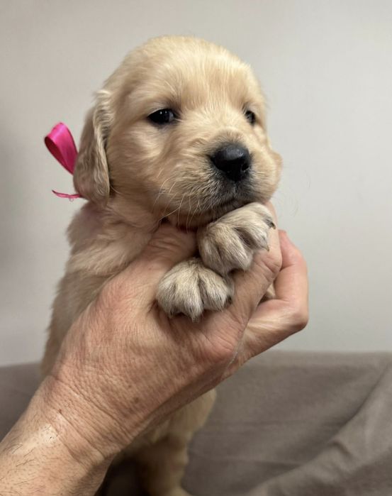 Śliczne szczeniaczki Golden Retriever złote i biszkoptowe