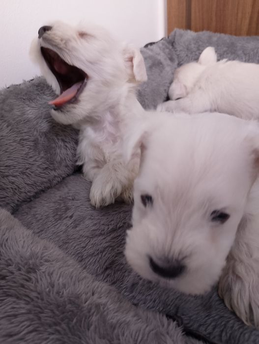 Sprzedam Sznaucer miniaturowy Biały FCI