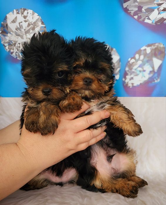 Мини йорки супер щеночки