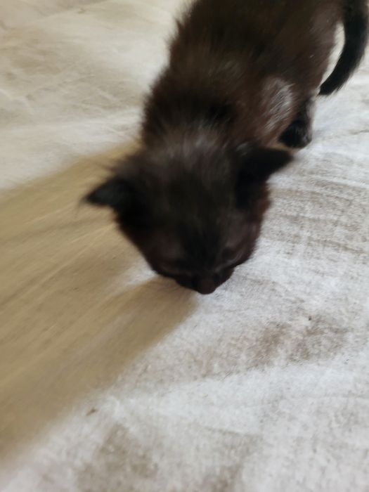 gatinha fofa peludinha