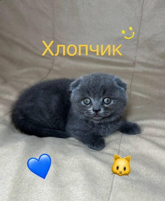 Шотландські висловухі кошенята