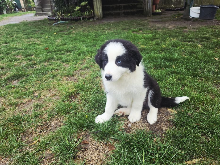 Border Collie ZKwP FCI