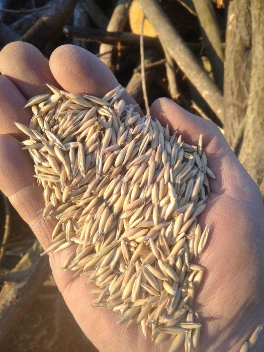 Продам овес посівний калібрований