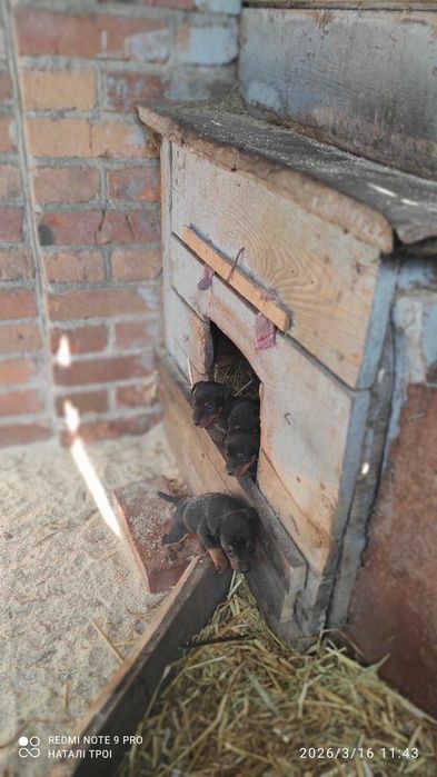 Продам цуценят ягдтер’єра