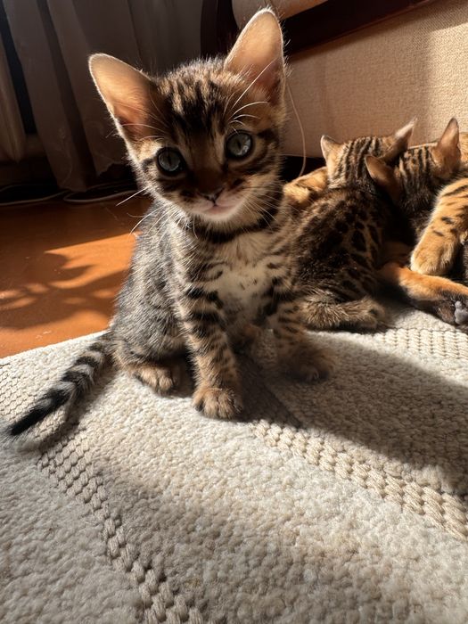 Кошенята бенгальскькі