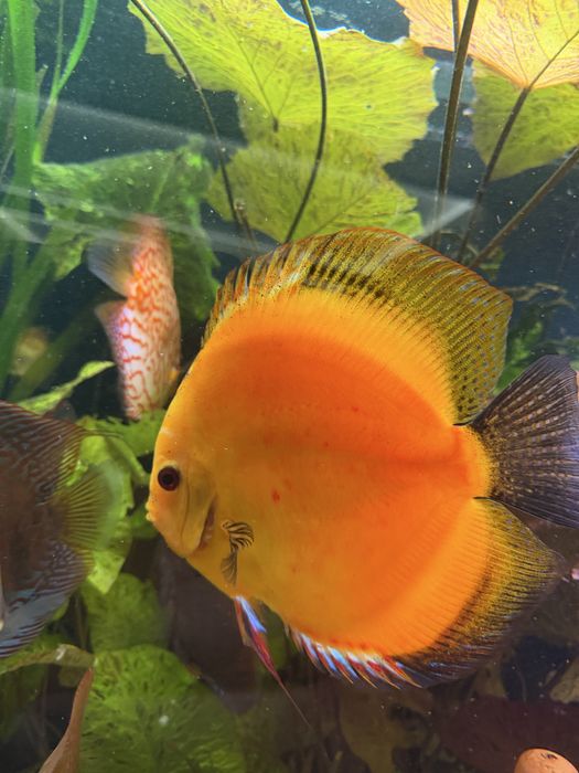 Paletka Yellow Dyskowce