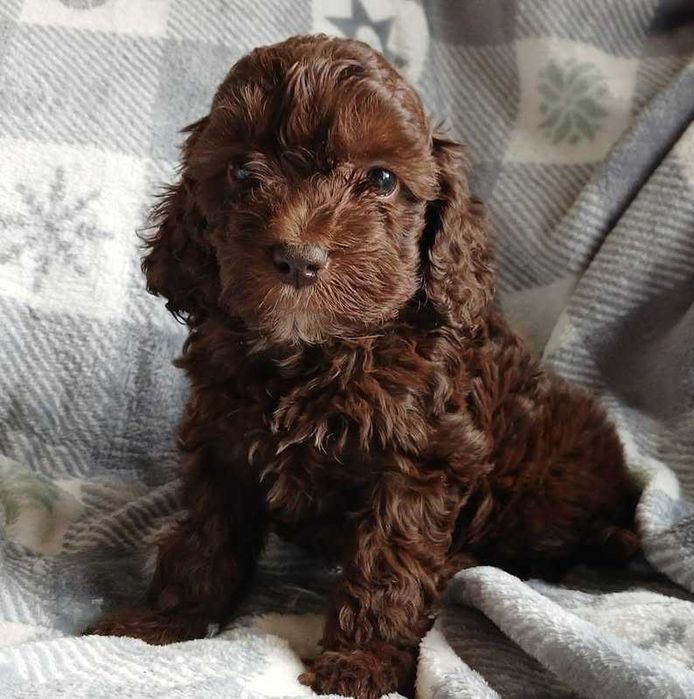 Cockapoo chocolate