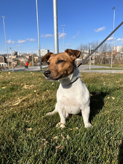 Джек Рассел терʼер  Вʼязка