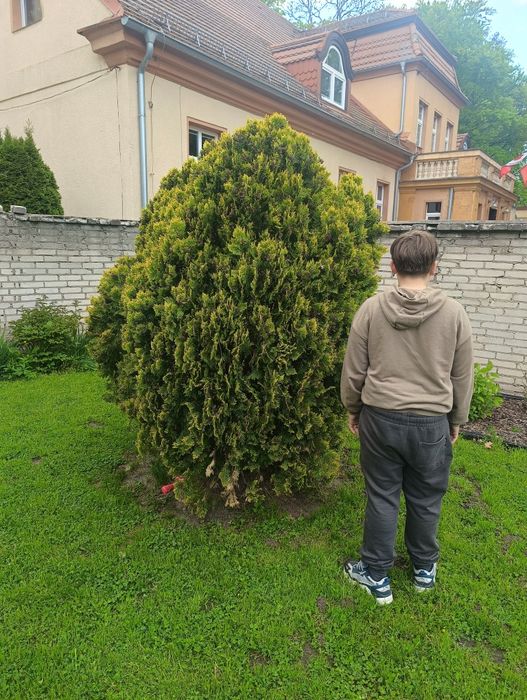Duża tuja ponad 2 metry