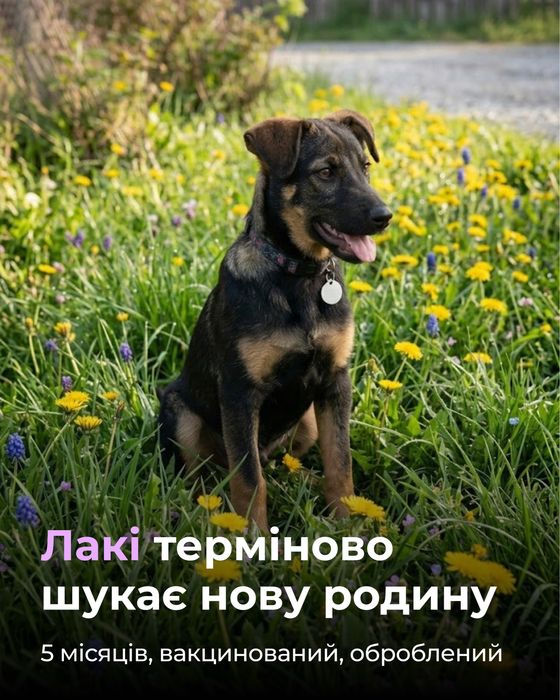 Лакі шукає родину