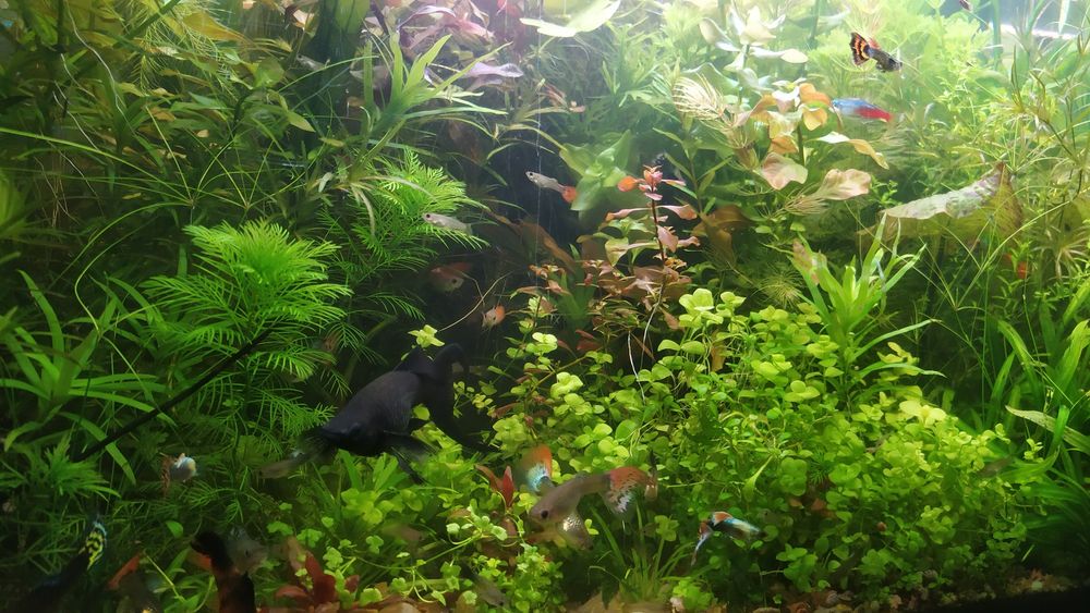 Rośliny Akwariowe z przycinki, nadmiary z moich akwariów.