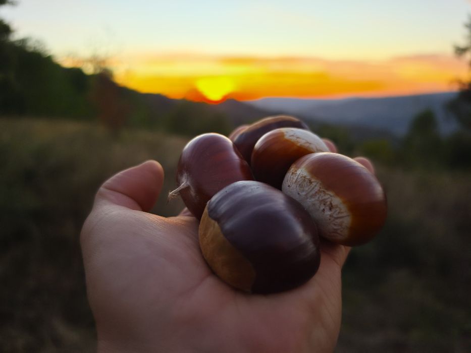 Castanha de alta qualidade