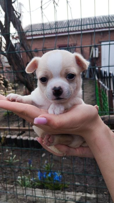 Собака  чіхуахуа