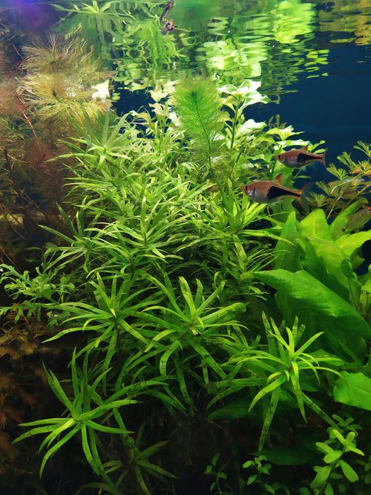 Акваріумні рослини