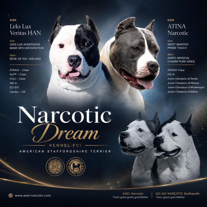 American Staffordshire Terrier