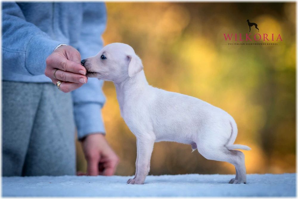 Charcik włoski cudny piesek kremowy * hod. Wilkoria FCI * Charciki *