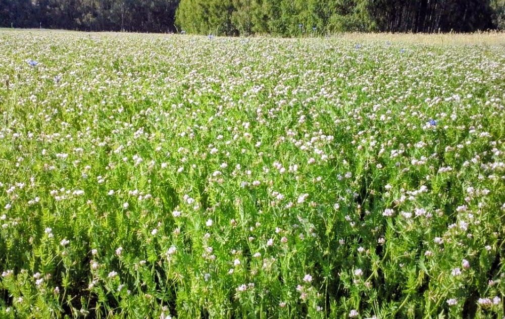 Saradela Igelaa  wysyłam saladera