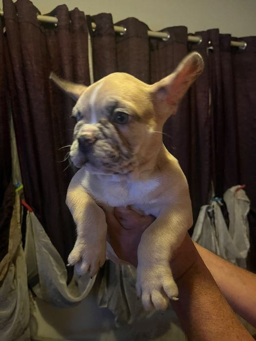 Bulldog francês fawn macho