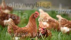 Kury nioski młode ROSA kurki z jajkiem prosto od Hodowcy. TRANSPORT