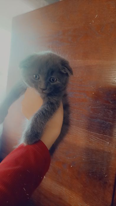 Продам шотландско весловухих котят